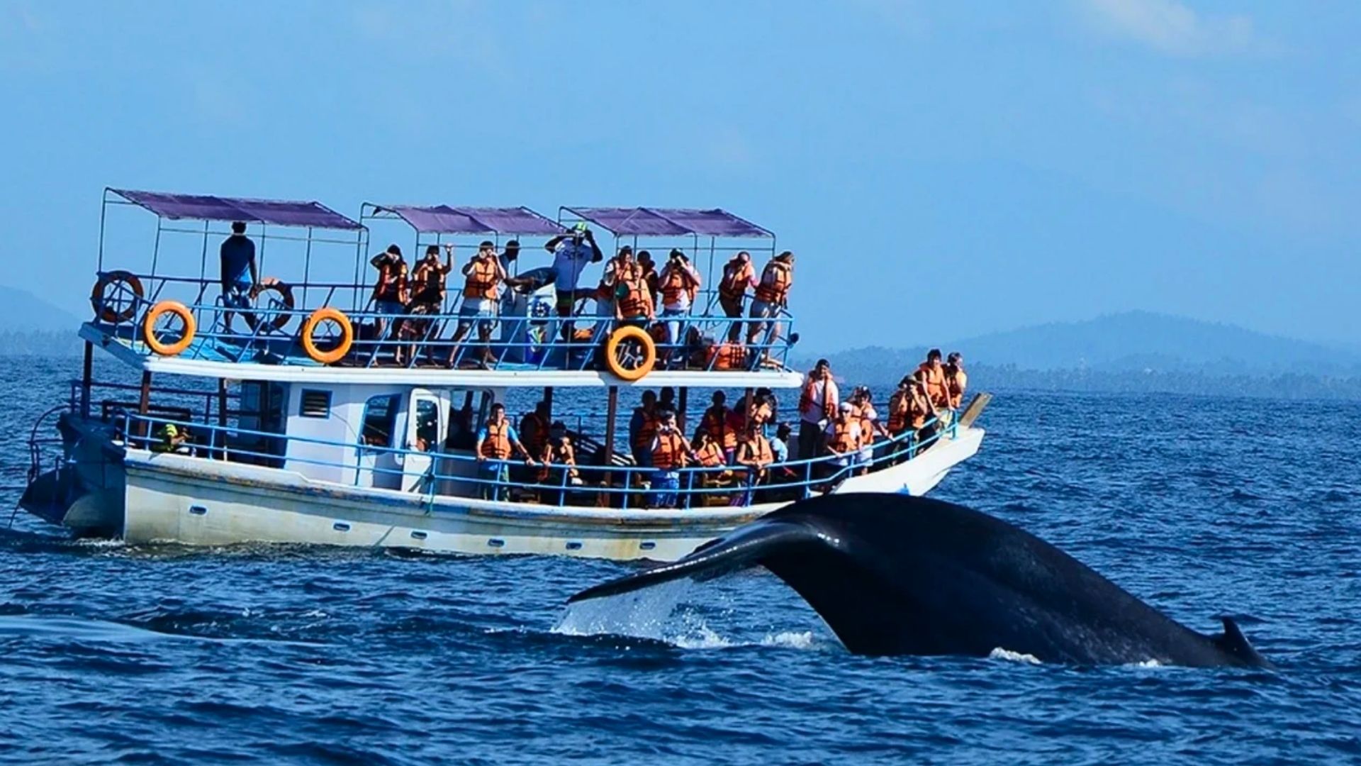 mirissa-beach-whale-watching-sri-lanka