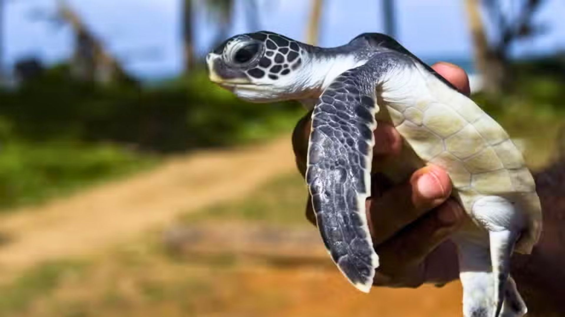 sri-lanka-turtle-conservation-hatchery
